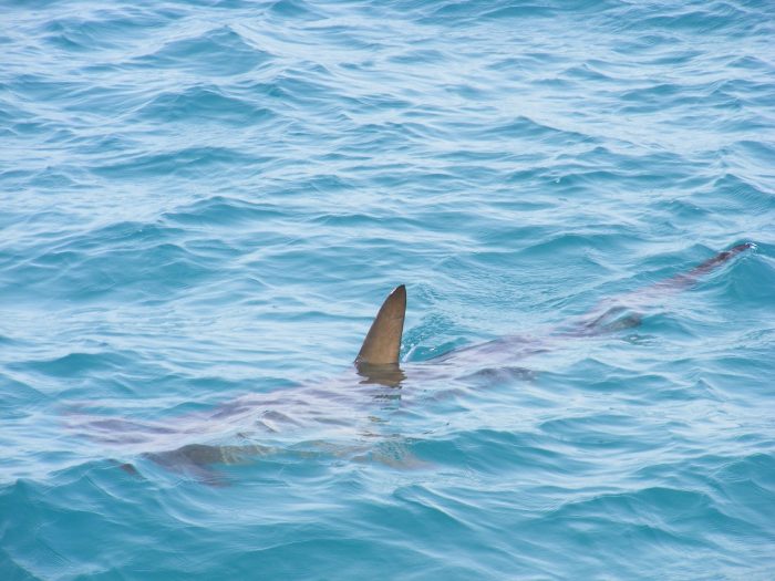 Καρχαρίες στο Ρεσίφε, Βραζιλία.
