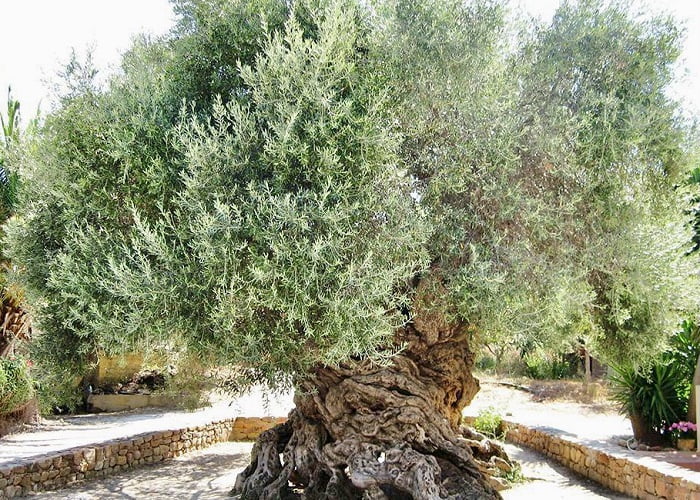 Το αρχαιότερο ελαιόδεντρο στον κόσμο βρίσκεται στην Κρήτη