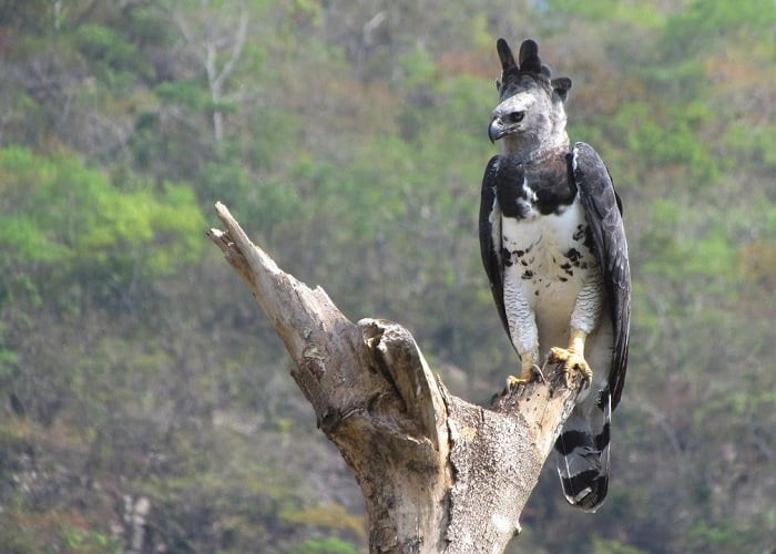 Άρπυια: Ομεγαλύτερος αετός στον κόσμο