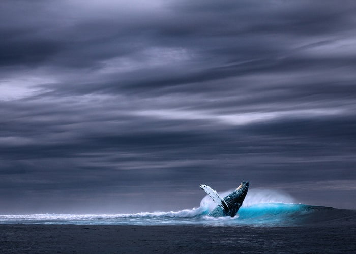 Τι να κάνετε στο Τρόμσο: Σαφάρι φαλαινών