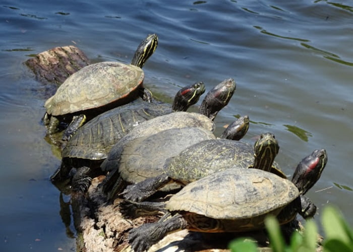Αμφίβιες χελώνες στο φράγμα Θέρμης