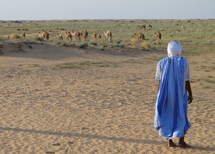 Μαυριτανία: Βέρβερος με κοπάδι από καμήλες στην έρημο