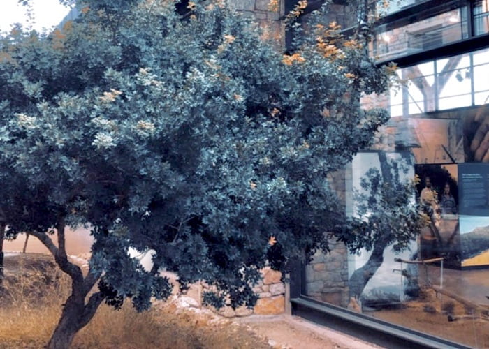 Το Μαστιχόδεντρο ή αλλιώς Σκίνος που ευδοκιμεί κυρίως στην Νοτιοδυτική Χίος, στα λεγόμενα Μαστιχοχώρια