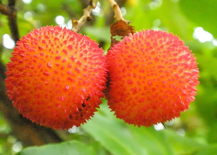 Κούμαρα: Άγριο φρούτο που αφθονεί στον Παλαιό Παντελεήμονα