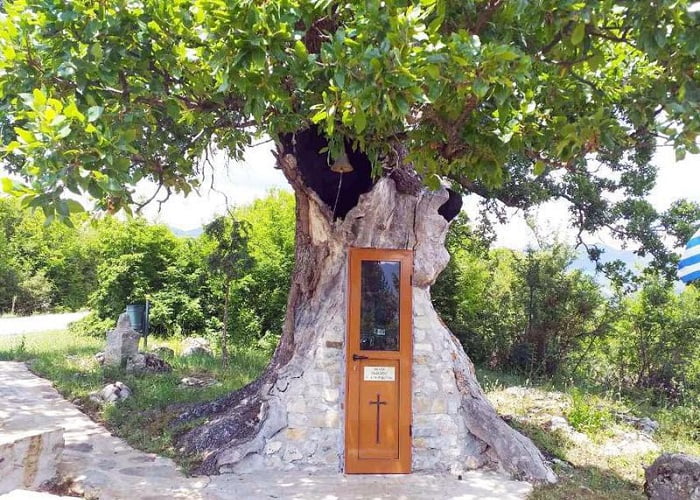 Κόνιτσα: Υπεραιονόβιο δέντρο που έγινε εκκλησάκι προς τιμήν του Πάτερ Παίσιου