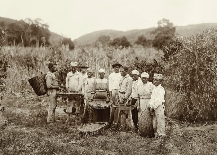 Αφρικάνοι δούλοι στην βραζιλία στην παραγωγή καφέ