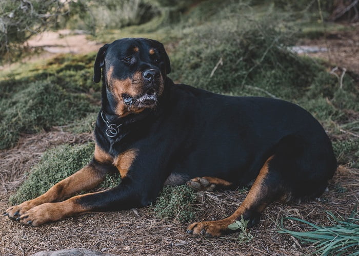Το Ρότβαιλερ είναι σκυλί γερμανικής ράτσας και ένα από τα πιο δυνατά στον πλανήτη