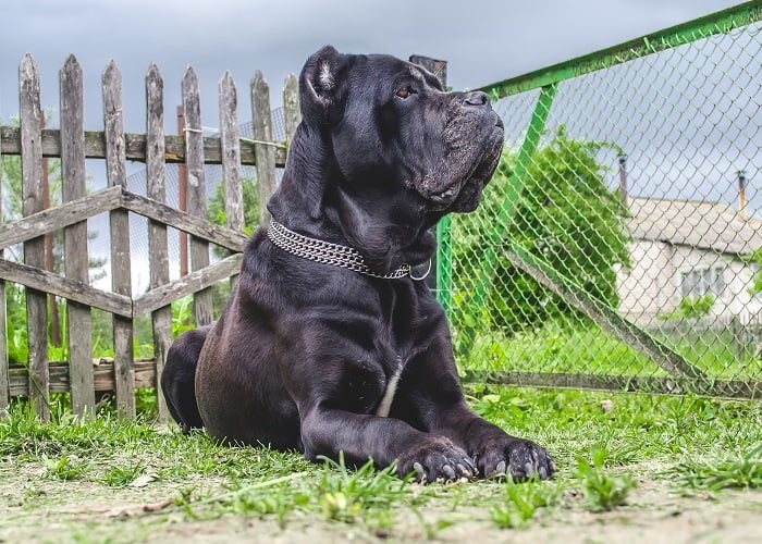 Οι πιο δυνατοί σκύλοι στον κόσμο: Ιταλικό Μαστίφ ή Cane Corso
