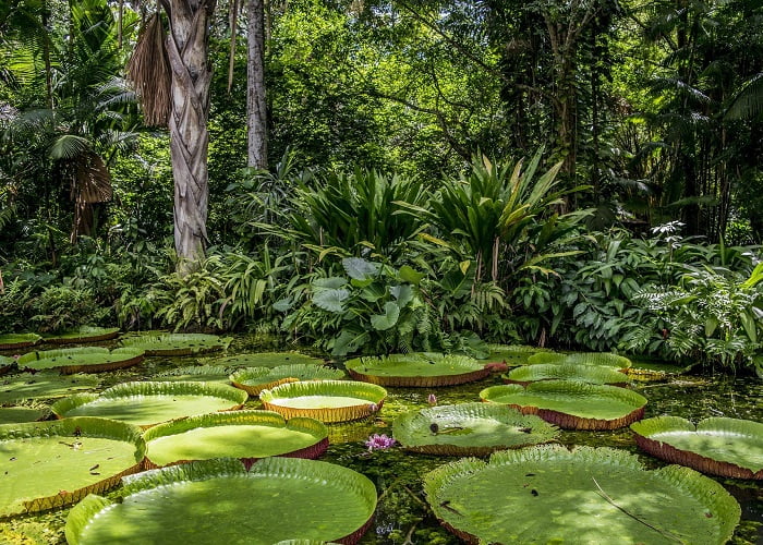 Αξιοθέατα Βραζιλία: δάσος του Αμαζονίου