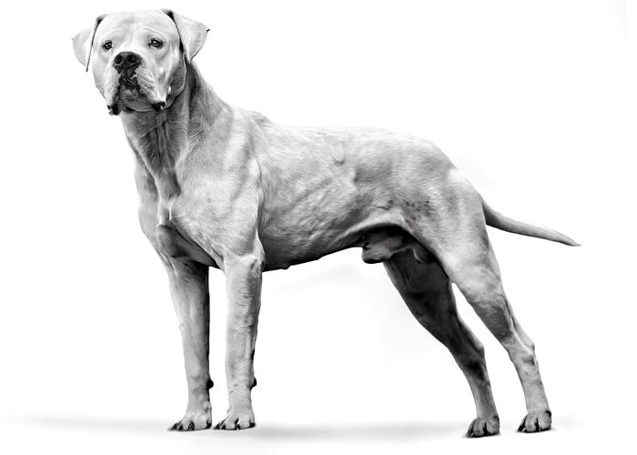 Οι πιο δυνατοί σκύλοι στον κόσμο: μαστίφ της Αργεντινής ή αλλιώς Dogo Argentino