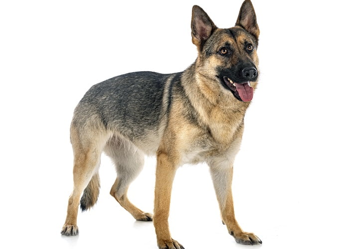 Οι πιο δυνατοί σκύλοι στον κόσμοΓερμανικός ποιμενικός ή αλλιώς λυκόσκυλο