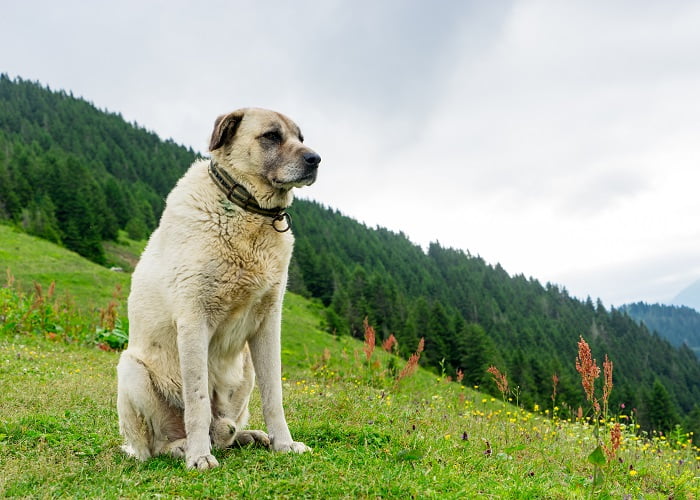 Καγκάλ: Ο σκύλος με το πιο δυνατό δάγκωμα
