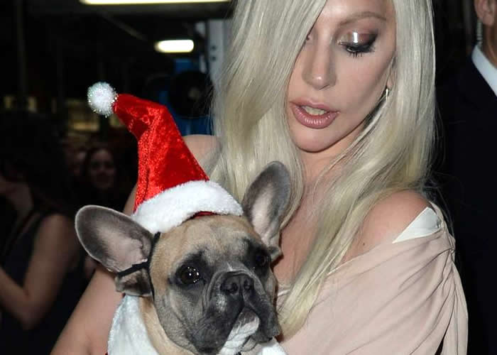 Σκυλιά διασήμων: H τραγουδίστρια Lady Gaga με ένα από τα τρία σκυλιά της