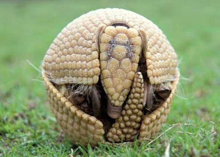 Αρμαντίλλο της Βραζιλίας γνωστό ως Τατού μπόλα αφού είναι το μοναδικό που μπορεί να μεταμορφωθεί σε μπάλα