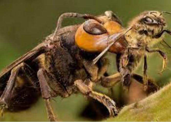 Η Μέλισσα του Νεπάλ έχει τρία εκατοστά μέγεθος και είναι η μεγαλύτερη μέλισσα στον κόσμο