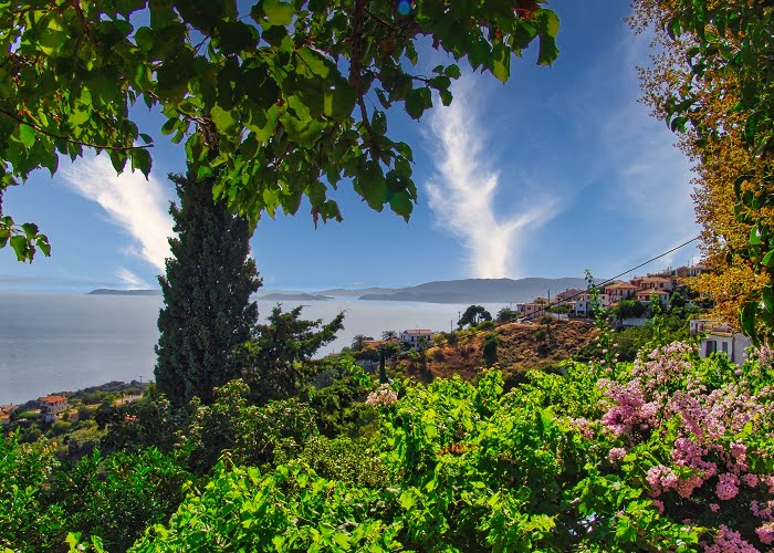 Σκόπελος: Η όμορφη φύση και το πράσινο του νησιού στον οικισμό Γλώσσα