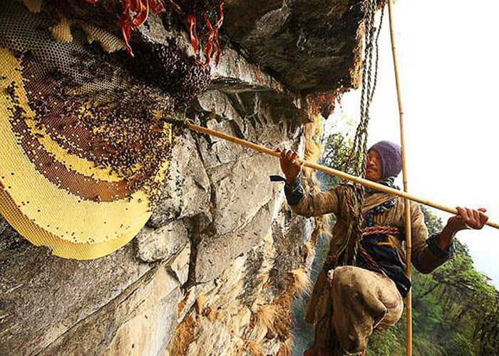 Μέλι από το Νεπάλ: Συλλογή μελιού του Νεπάλ από βράχους ύψους 4.000 μέτρων