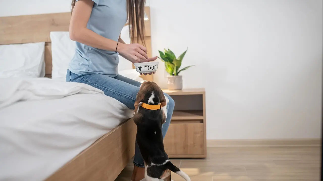 Το κουτάβι Beagle θέλει να τρώει συνέχεια