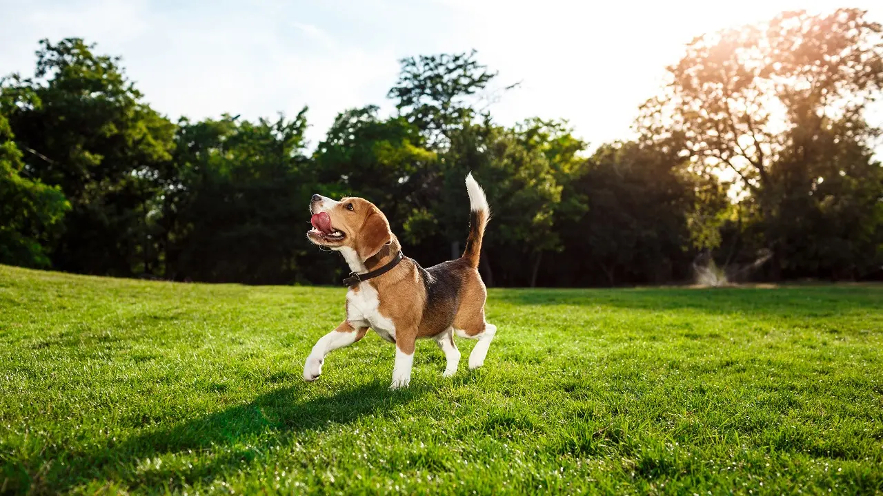 Beagle: Ένα από τα χαρακτηριστικά του καθαρόαιμου μπιγκλ είναι το λευκό χρώμα στη κορυφή της ουράς
