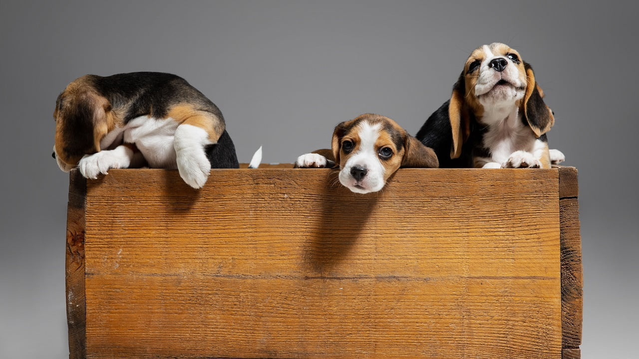 Beagles: Κουτάβια μπιγκλς