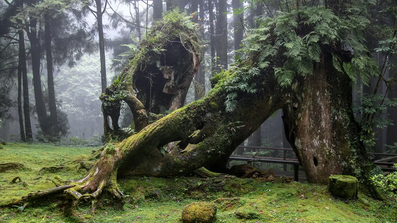 Τα πιο τρομακτικά μέρη του κόσμου: Απαγορευμένο δάσος Ιαπωνία