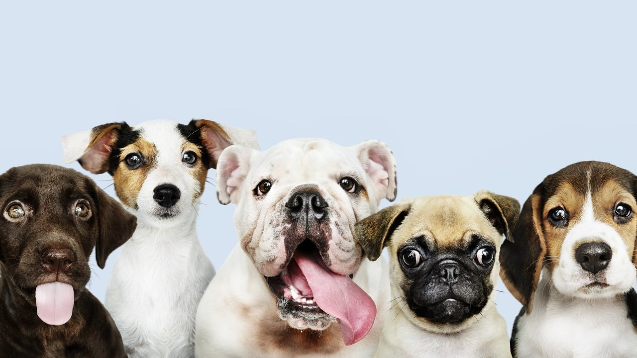Σκύλοι για υιοθεσία: Τα οφέλη που προσφέρουν με επιστημονική τεκμηρίωση