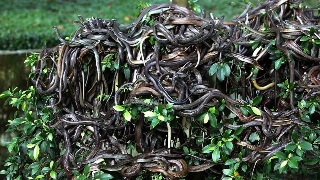 Το απαγορευμένο νησί στη Βραζιλία με τα περισσότερα φίδια στον κόσμο!